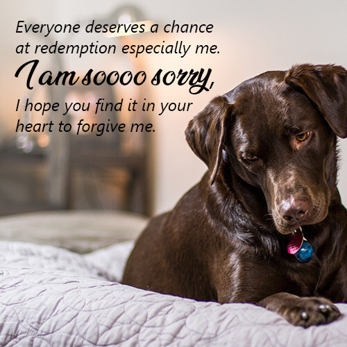 everyone-deserves-a-chance-sorry-message